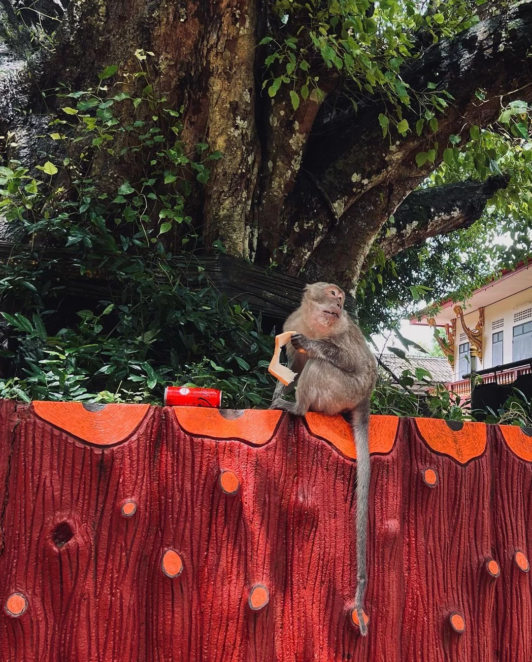 Као Лак + купание со слоном