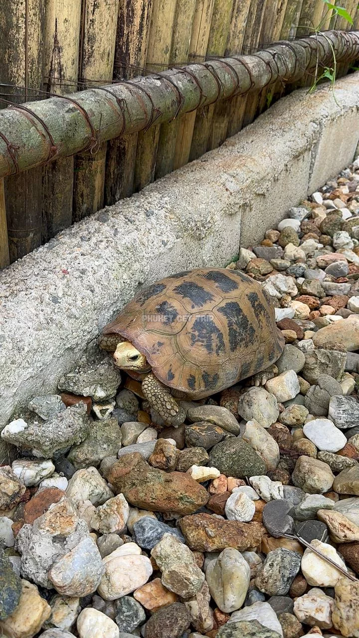 Као Лак + купание слонов из Као Лак